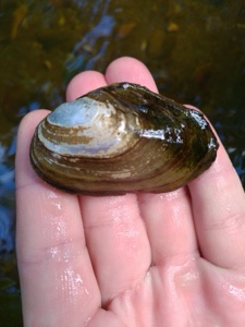 Anodonta anatina