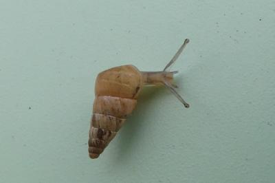 Cochlicella acuta