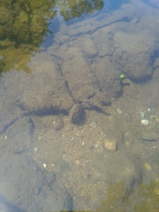 Pseudunio auricularius