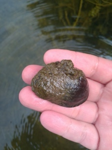Potomida littoralis