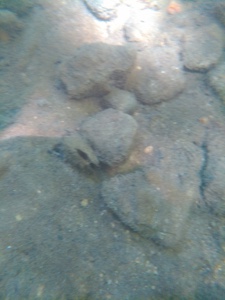 Potomida littoralis
