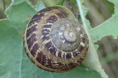 Cornu aspersum