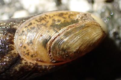 Testacella maugei