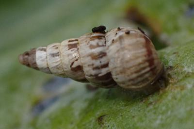 Cochlicella acuta