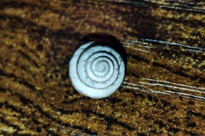 Trochoidea trochoides