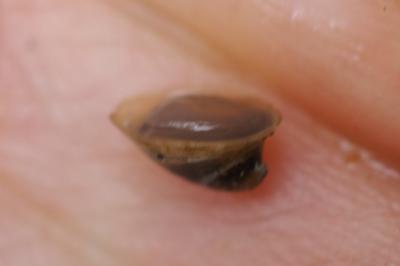 Ancylus fluviatilis