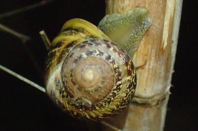 Cornu aspersum