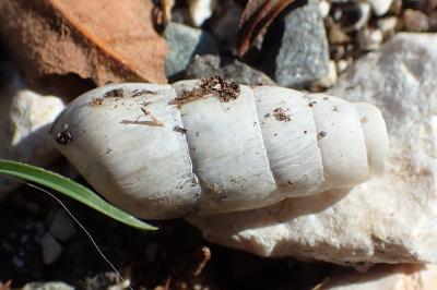 Rumina decollata