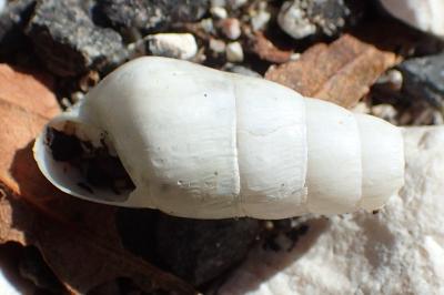 Rumina decollata
