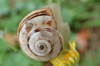 Theba pisana