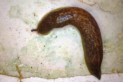 Limacus flavus