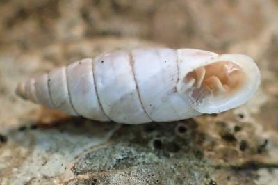 Solatopupa similis