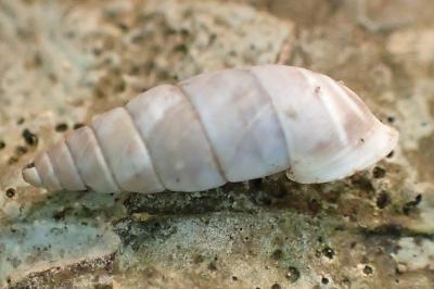 Solatopupa similis