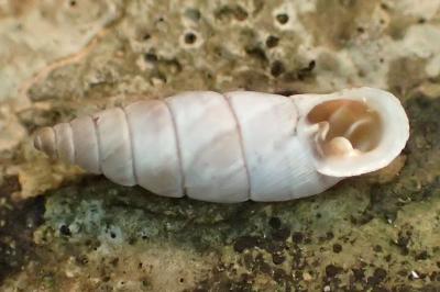 Solatopupa similis