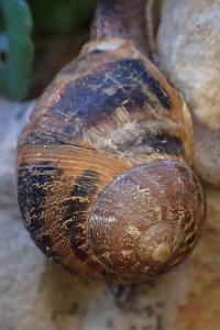 Cornu aspersum