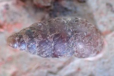 Merdigera obscura