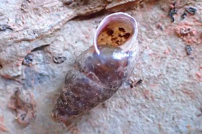 Merdigera obscura