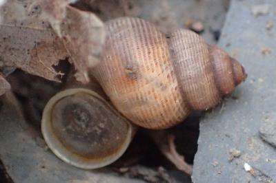 Pomatias elegans