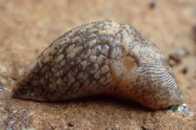 Deroceras reticulatum