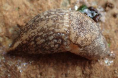Deroceras reticulatum