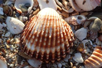 Acanthocardia tuberculata