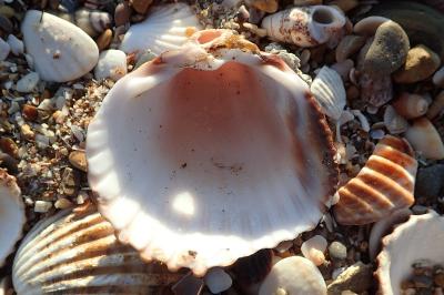 Acanthocardia tuberculata