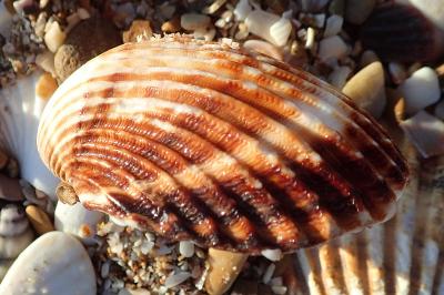Acanthocardia tuberculata