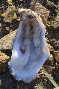 Magallana gigas