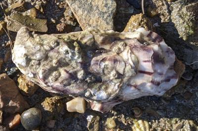 Magallana gigas