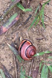 Cepaea nemoralis