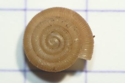 Trissexodon constrictus