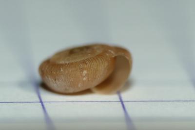 Trissexodon constrictus