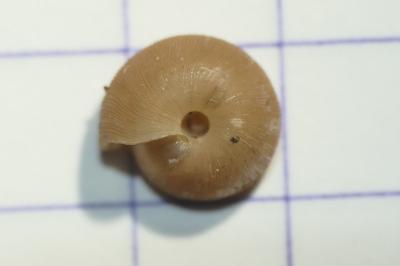 Trissexodon constrictus