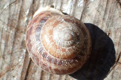 Eobania vermiculata