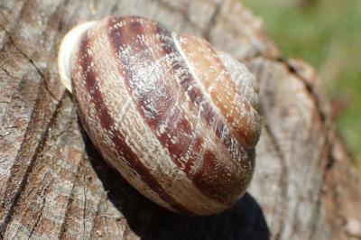 Eobania vermiculata