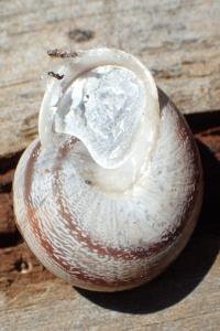 Eobania vermiculata