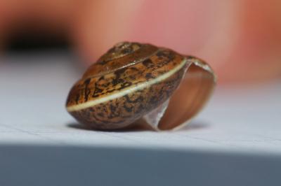 Hygromia cinctella