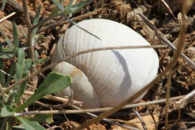Helix melanostoma