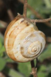 Theba pisana
