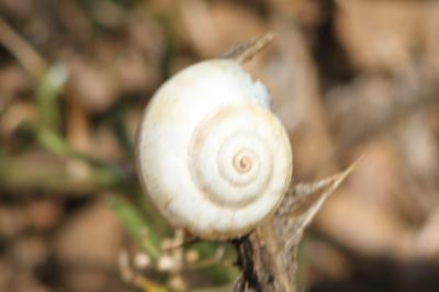 Theba pisana