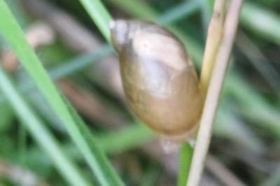Succinea putris