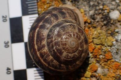 Eobania vermiculata