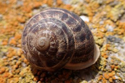 Eobania vermiculata