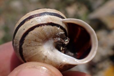 Eobania vermiculata