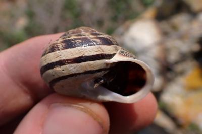 Eobania vermiculata