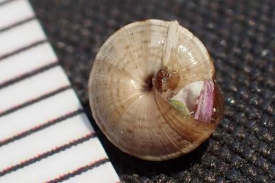 Trochoidea trochoides