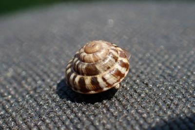 Trochoidea trochoides