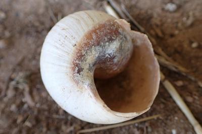 Helix melanostoma