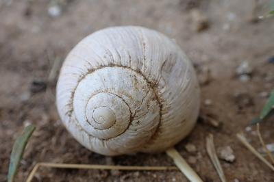 Helix melanostoma
