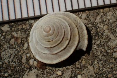 Trochoidea elegans